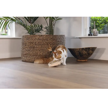 Szene mit Katze, Kratzbrett und Zimmerpflanze in einem geflochtenen Übertopf.