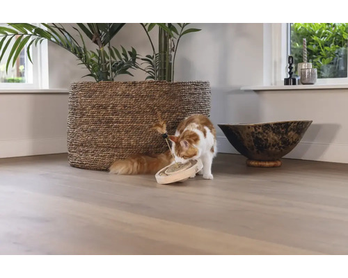 Szene mit Katze, Kratzbrett und Zimmerpflanze in einem geflochtenen Übertopf.