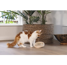 Katze spielt mit einem interaktiven Spielzeug in einem Wohnraum.