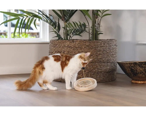 Katze spielt mit einem interaktiven Spielzeug in einem Wohnraum.