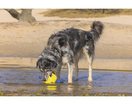 Hund steht mit gelbem Spielzeug im Wasser