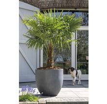 Palmier chanvre de Chine dans un pot de fleurs dans le jardin
