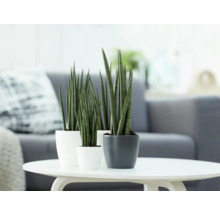 Trois plantes Sansevieria en pot sur une table