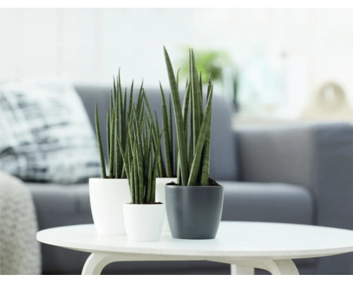 Trois plantes Sansevieria en pot sur une table