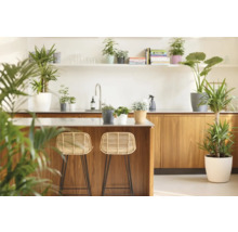 Cuisine lumineuse avec éléments en bois, tabourets de bar et plantes d'intérieur en pot.