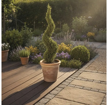 Scène de jardin avec un cyprès spiralé dans un pot sur une terrasse en bois