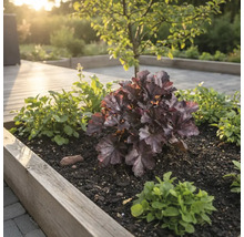 Plate-bande avec heuchères et couvre-sols dans un jardin