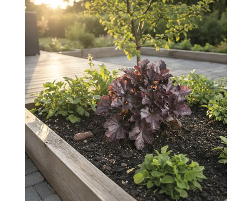 Plate-bande avec heuchères et couvre-sols dans un jardin
