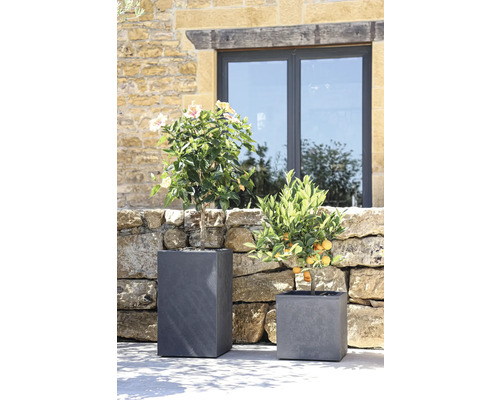 Deux plantes dans des pots gris devant un mur en pierre et une fenêtre