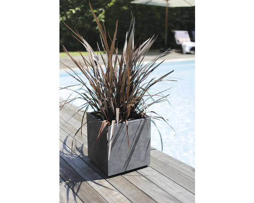 Dekorative Pflanze in einem quadratischen Pflanzgefäß neben einem Pool
