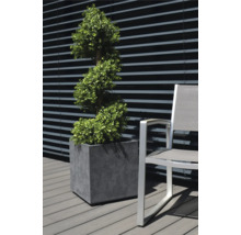 Dekorative Pflanze in einem Topf neben einem Stuhl im Freien.