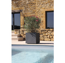 Jardinière grise carrée avec plante d'oléandre au bord de la piscine