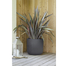 Lin de Nouvelle-Zélande dans une jardinière avec une lanterne sur une terrasse en bois