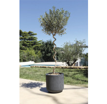 Olivier en pot avec tronc torsadé dans le jardin