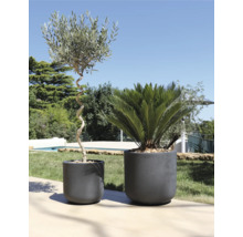 Deux plantes en pot sur une terrasse
