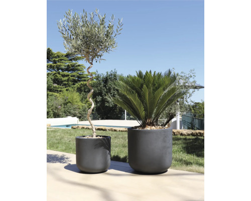 Deux plantes en pot sur une terrasse