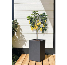 Zitronenbaum im Topf für den Aussenbereich