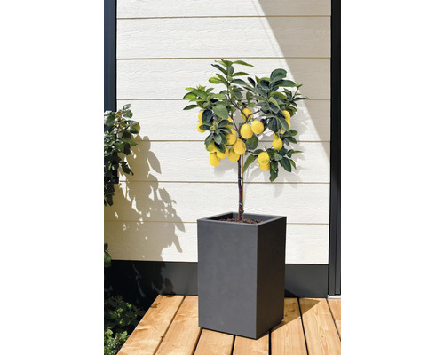 Zitronenbaum im Topf für den Aussenbereich