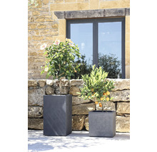 Zwei Pflanzen in grauen Pflanzgefäßen vor einer Steinmauer und einem Fenster