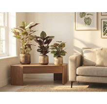 Scène de salon avec trois plantes d'intérieur dans des pots sur une table en bois à côté d'un canapé.