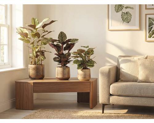 Scène de salon avec trois plantes d'intérieur dans des pots sur une table en bois à côté d'un canapé.