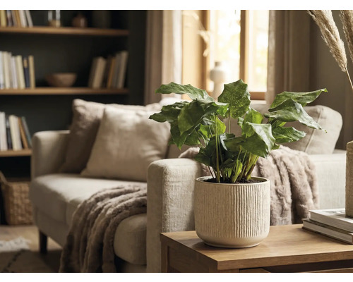 Plante d'intérieur décorative dans un cache-pot côtelé sur une table en bois dans un salon