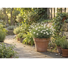 Scène avec diverses plantes dans des pots en terre cuite sur un chemin en bois dans le jardin.