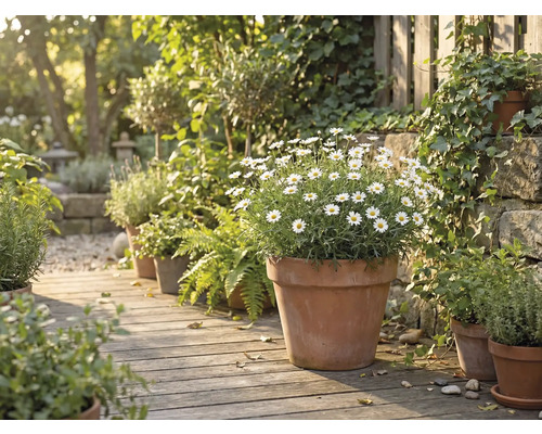 Scène avec diverses plantes dans des pots en terre cuite sur un chemin en bois dans le jardin.