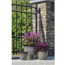 Trois pots de fleurs avec des plantes devant une clôture et un mur de briques