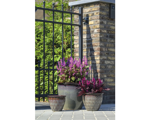 Trois pots de fleurs avec des plantes devant une clôture et un mur de briques