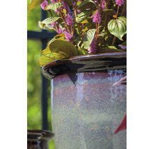 Gros plan d'une plante dans un pot de fleurs en céramique.