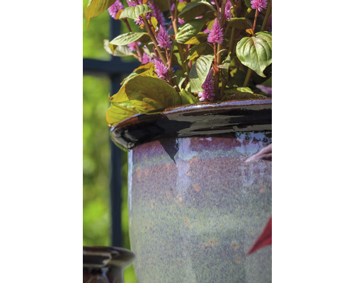 Gros plan d'une plante dans un pot de fleurs en céramique.