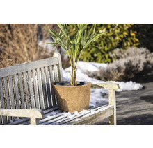 Hanfpalme in einem Topf auf einer Holzbank im Winter