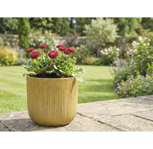 Scène de jardin avec des pâquerettes en pot