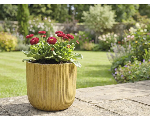 Scène de jardin avec des pâquerettes en pot