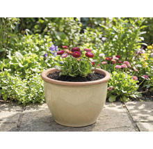 Pot avec pâquerettes dans le jardin