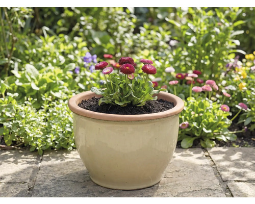 Pot avec pâquerettes dans le jardin
