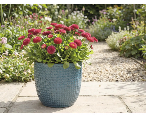 Pâquerettes rouges dans un pot bleu dans le jardin