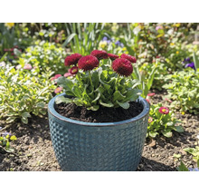 Pâquerettes en pot dans un jardin