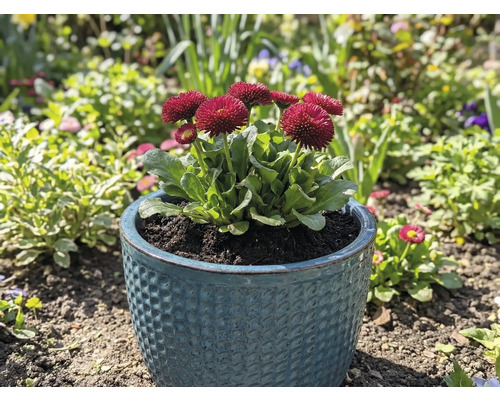 Pâquerettes en pot dans un jardin
