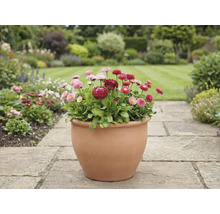 Gartenansicht mit Gänseblümchen in einem Topf auf einem Steinweg