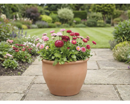Gartenansicht mit Gänseblümchen in einem Topf auf einem Steinweg