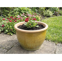 Pot de fleurs en céramique avec des pâquerettes dans le jardin