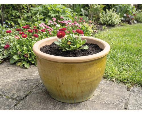 Pot de fleurs en céramique avec des pâquerettes dans le jardin