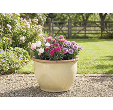 Blumentopf mit Nelken im Garten