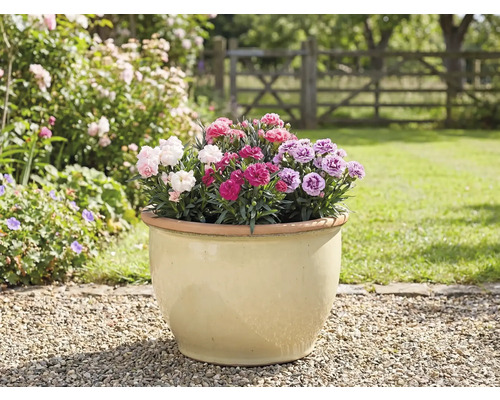 Blumentopf mit Nelken im Garten