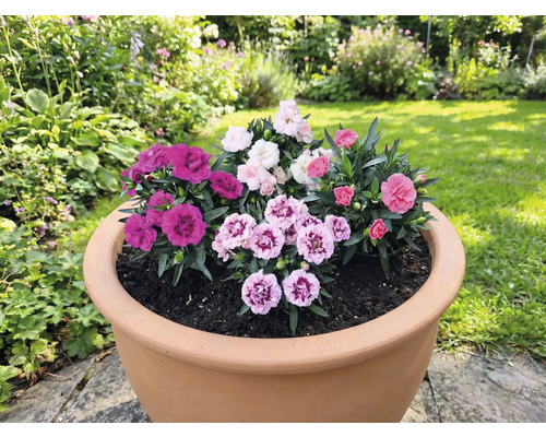 Blumentopf bepflanzt mit verschiedenen Nelken im Garten.