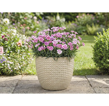 Nelken in einem Topf im Garten.