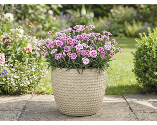 Nelken in einem Topf im Garten.