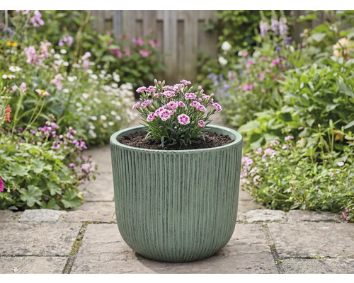 Blumentopf mit Nelken auf einem Gartenweg